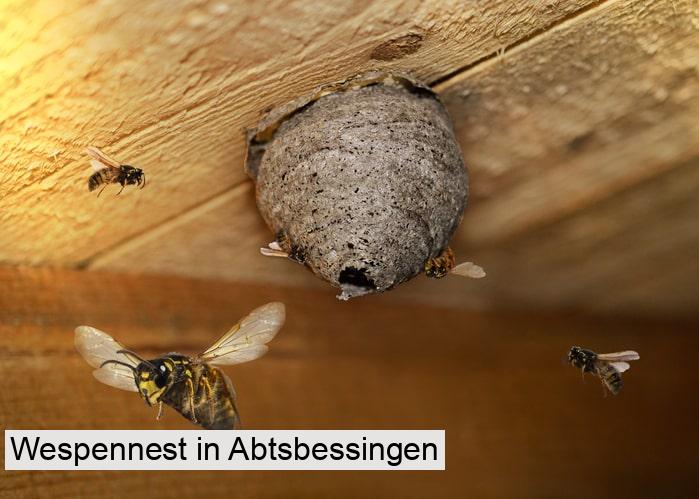 Wespennest in Abtsbessingen